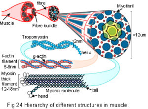 24_myosin