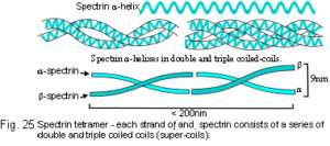 25_spectrin