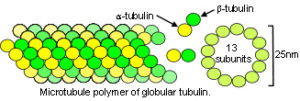 26_microtubule