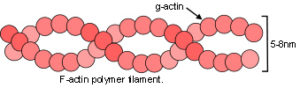 27_microfilament