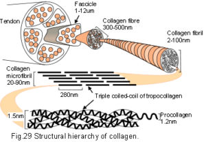 29_collagen