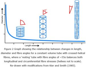 BP waves fig 2