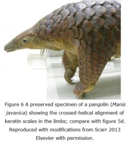 BP waves fig 6