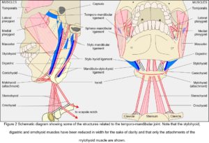 TMJ model