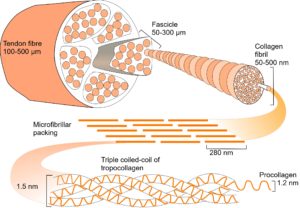 collagen 2