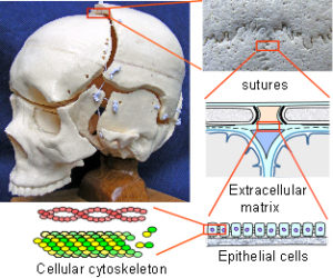 publications cranial vault