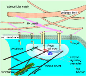 cytoskeleton