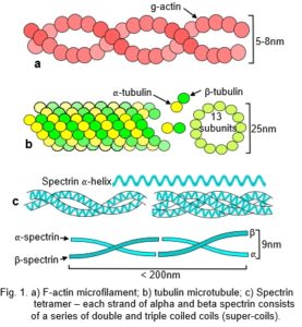 cytoskeleton fibres