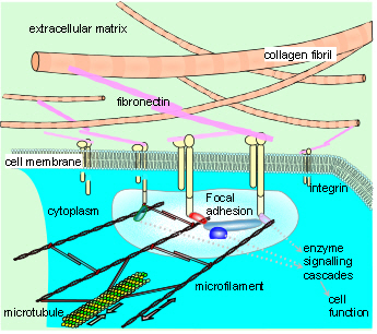 Cytoskeleton