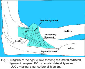 elbow lateral