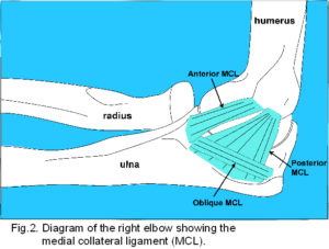 elbow medial
