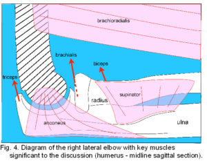 elbow muscles