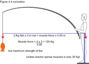 fig from biotensegrity book