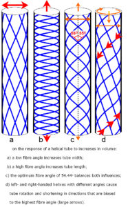 limb1