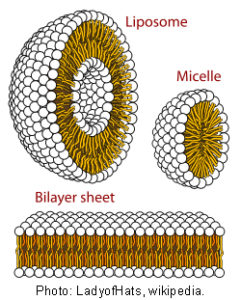 micelles