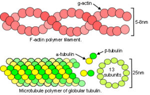 Actin and Myosin Myofilament