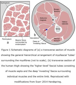 myofascia fig 1