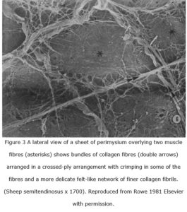 myofascia fig 3