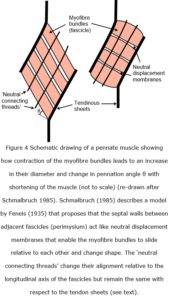 myofascia fig 4