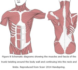 myofascia fig 8