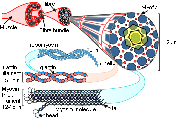 myosin hierarchy