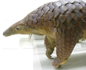 pangolin