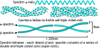 Spectrin molecule